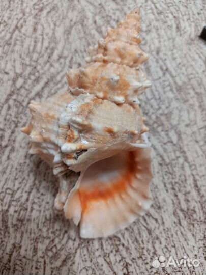 Ракушка и звезда