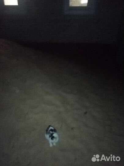 Котёночек мальчик подброшен