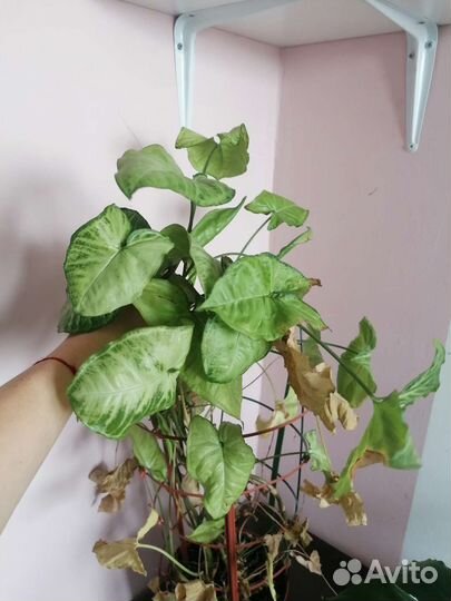 Отдам цветы