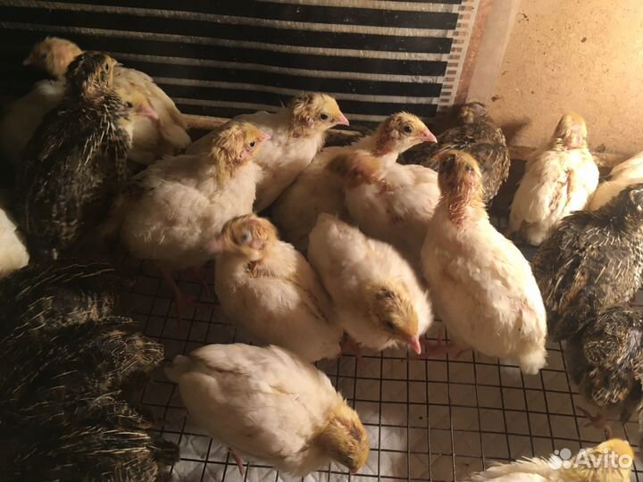 Перепела продажа