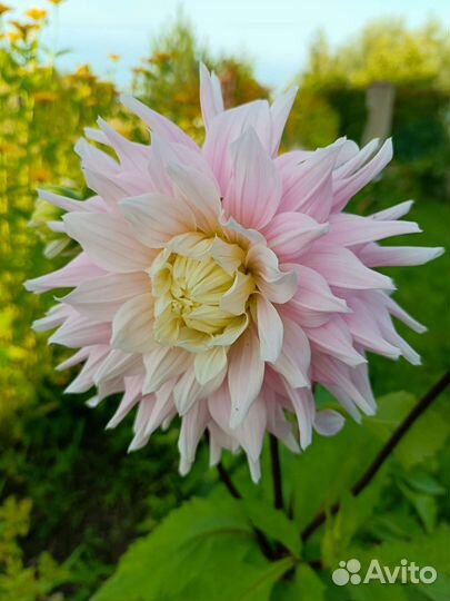 Георгин Мадмуазель Симона