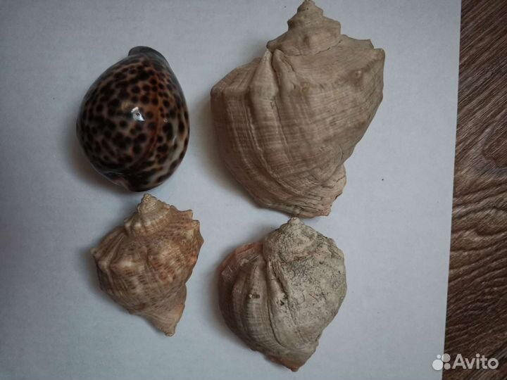 Раковины морские 4 шт