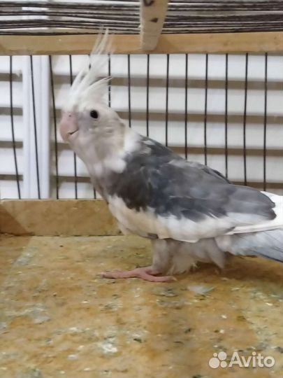 Попугаи волнистые,кореллы, канарейки,амадины