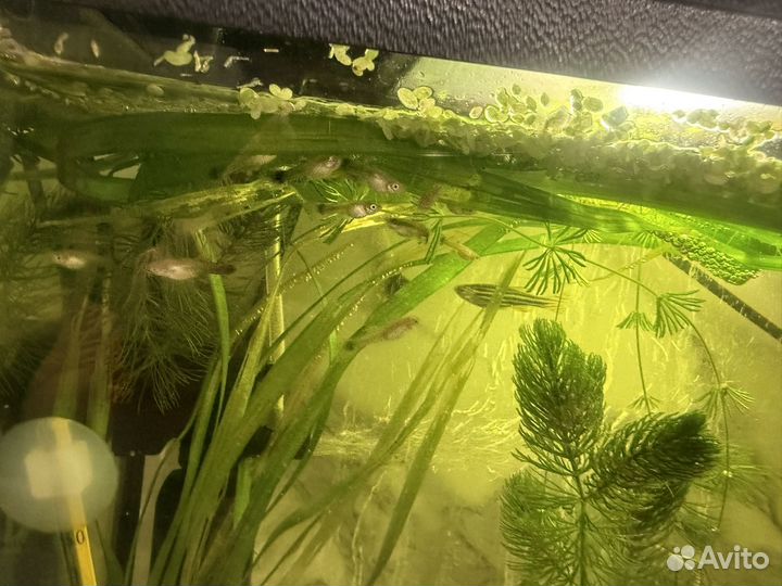 Рыбки Гуппи мальки