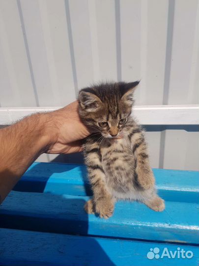 Кошки в добрые руки бесплатно