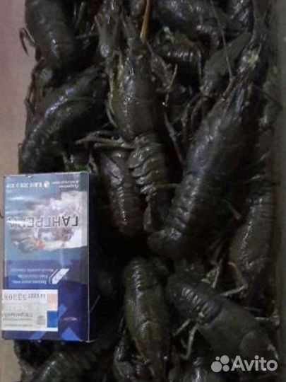 Живые раки, свежий улов всегда в наличии