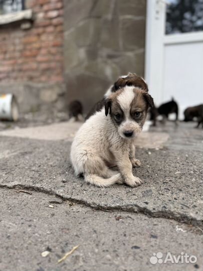 Щенок в добрые руки бесплатно