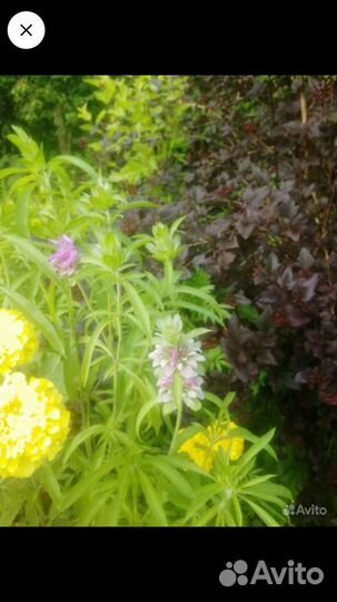 Вероника, монарда диана, жар птица,дельфиниумы