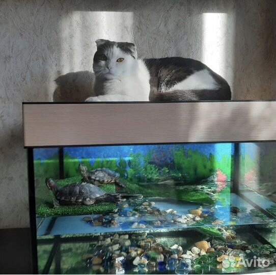 Британский вислоухий Кот вязка