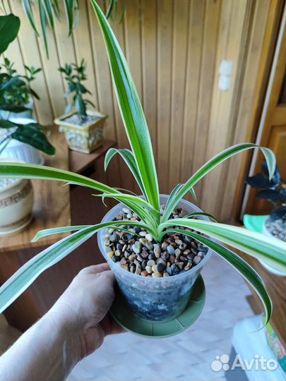 Комнатные цветы