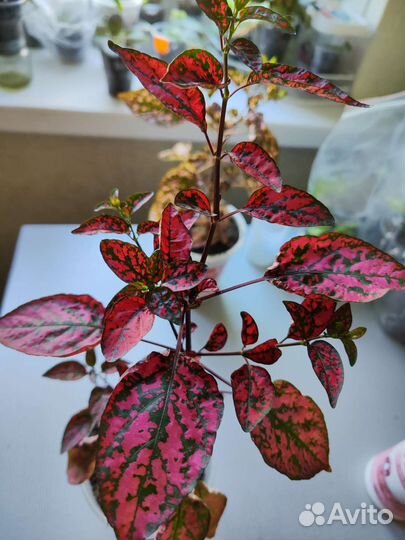 Комнатные цветы