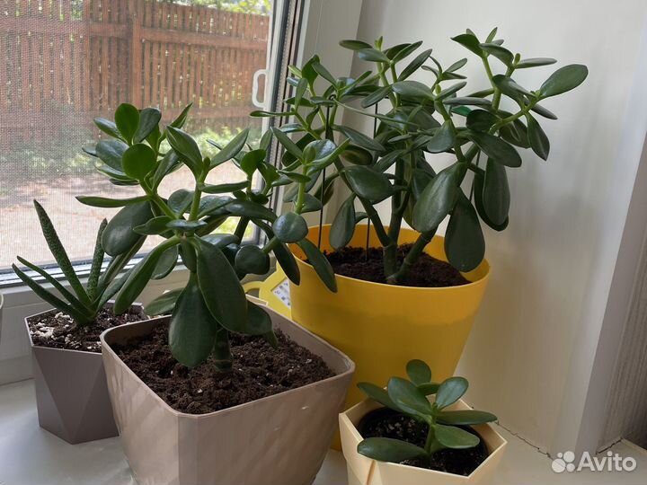 Крассула толстянка