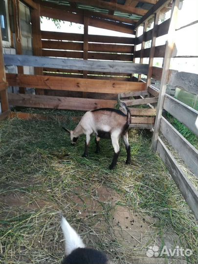 Альпийские козочки