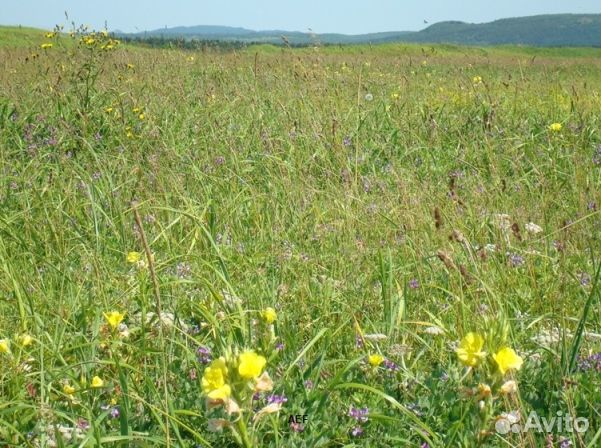 Мёд 24 года из Алтая опт