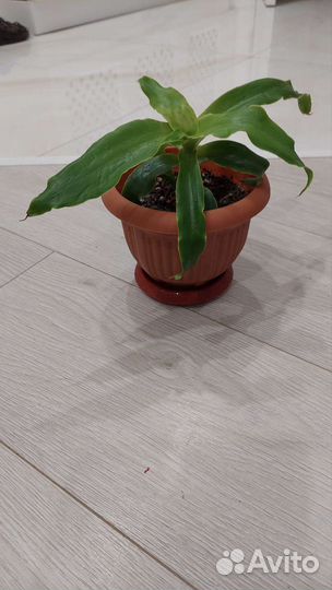 Ус золотой растение