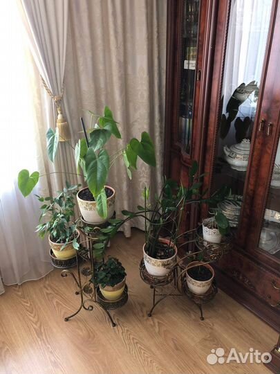 Кованные подставки,растения,горшки