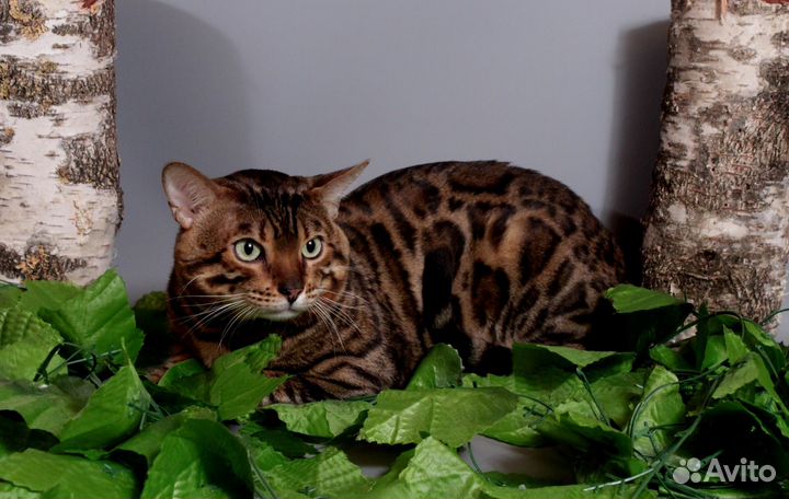 Бенгальские коты на вязку