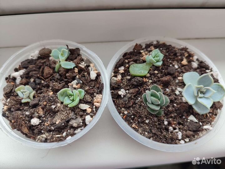 Суккуленты