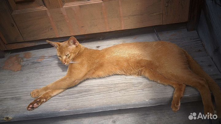 Абиссинские котята Москва и Калужская обл