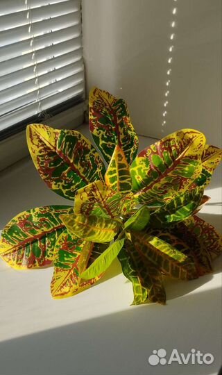 Орхидея(латекс), кротон,толстянка