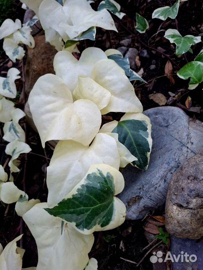 Плющ канарский