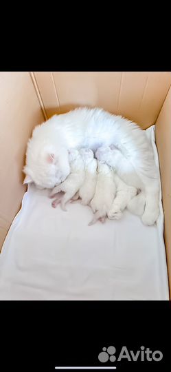 Персидская кошка для разведения