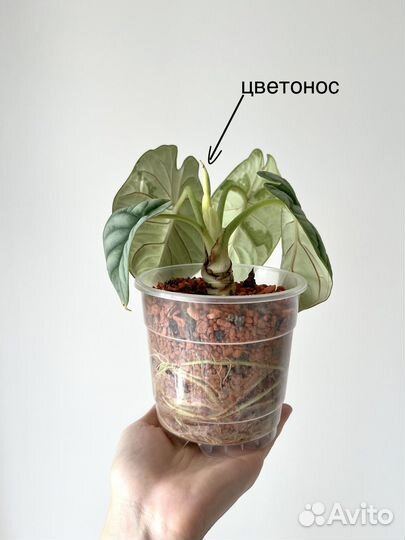 Алоказия Сильвер Дракон