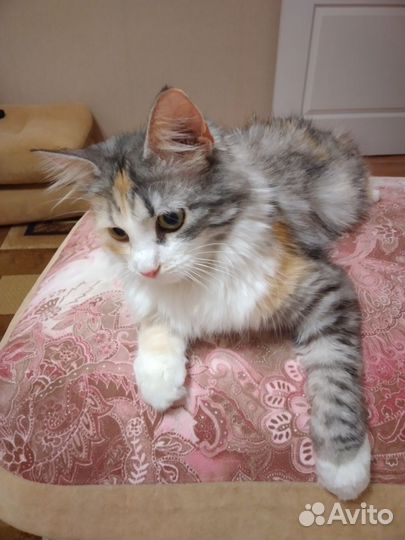 Кошечка сибирская