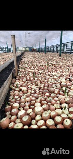 Отапливаемая Теплица