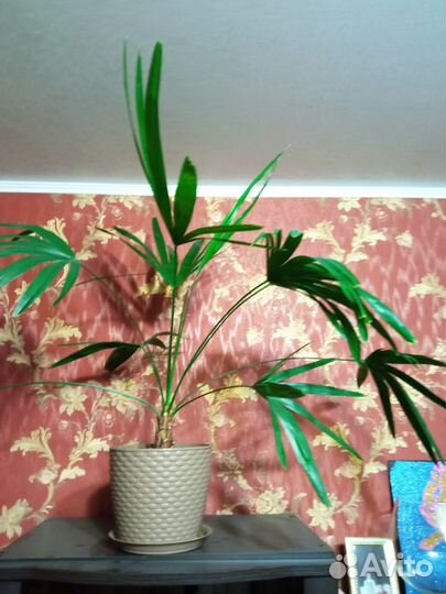 Финиковая пальма