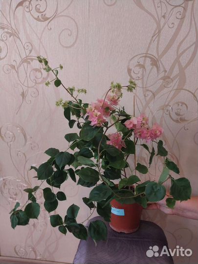 Взрослая бугенвиллия