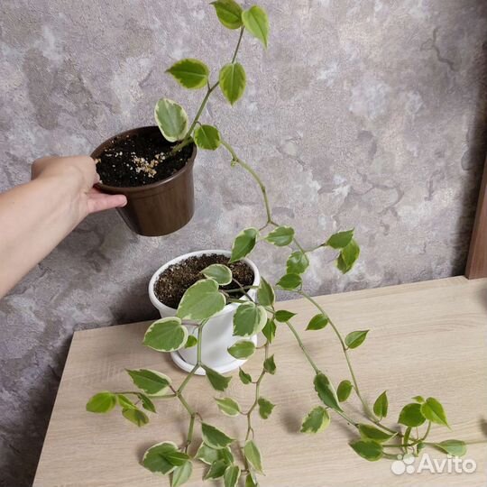 Пеперомия серебристо-серая вариегата,мендоза,бурбе