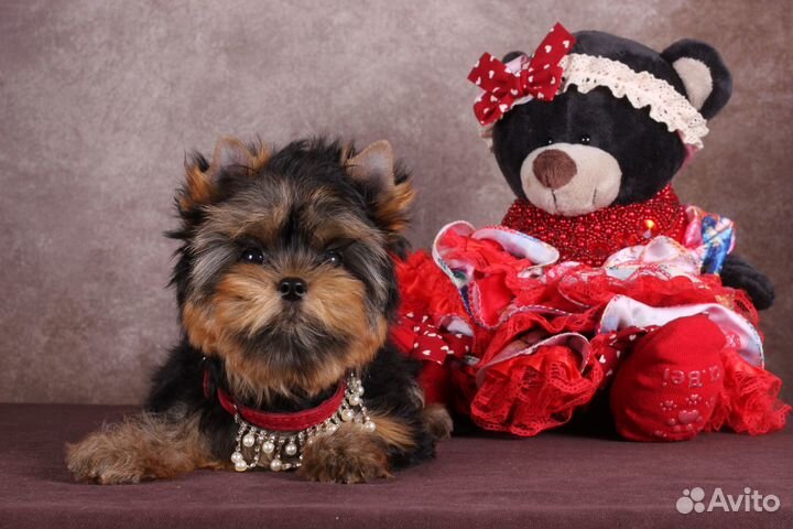 Йоркширская мелкая красотка Клеопатра РКФ