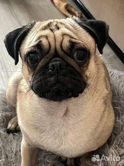 Вязка мопс девочка