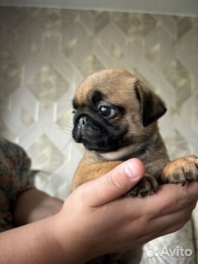 Щенки мопса