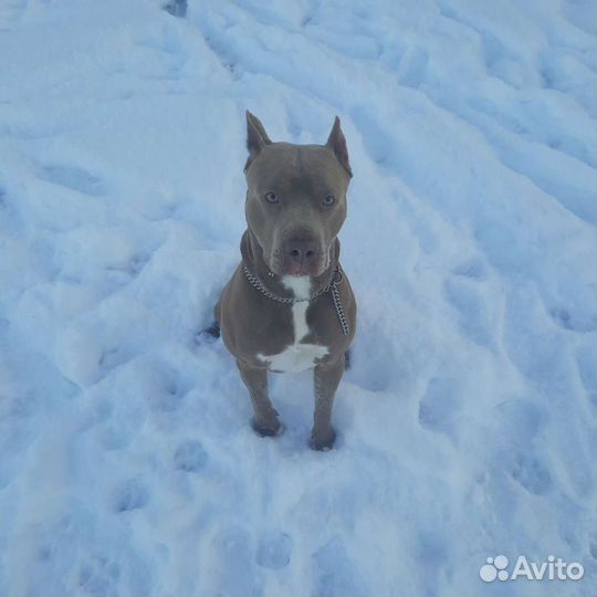 Pitbull случка