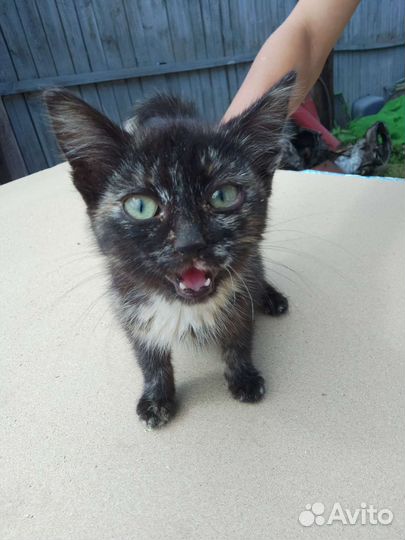 Брошенная Кошечка в добрые руки