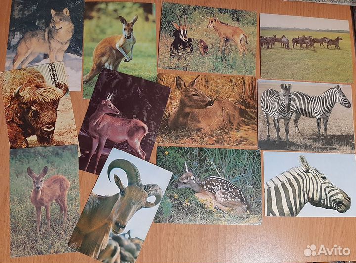 Открытки СССР с животными, птицами, бабочками
