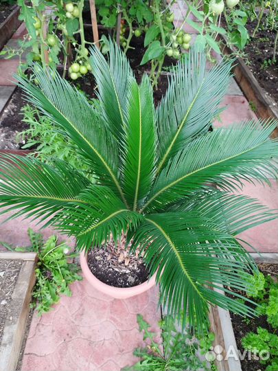 Пальма цикас