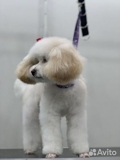 Модели на груминг бесплатно