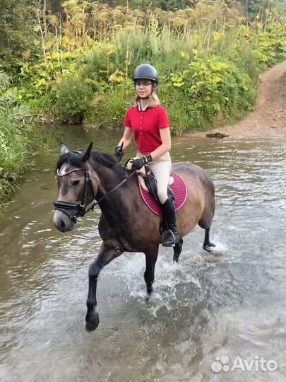 Любительские, спортивные лошади и жеребенок