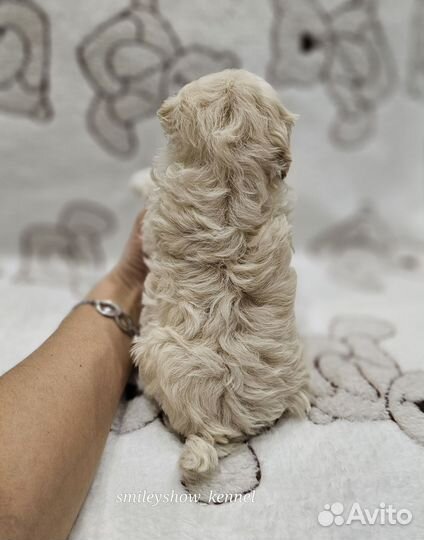 Maltipoo F1 мини мальчики