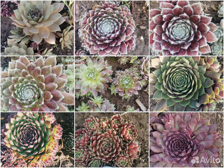 30 видов молодил