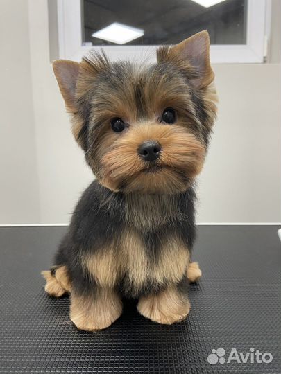 Груминг стрижка собак