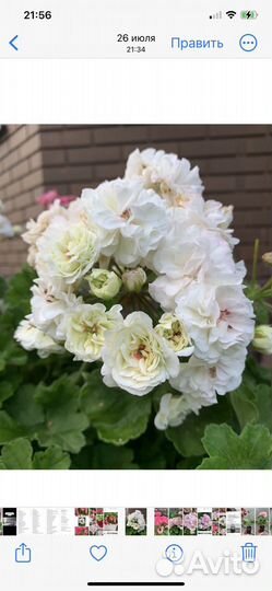 Герань пеларгония