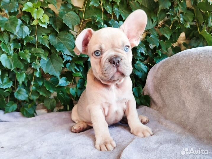 Щенки французского бульдога