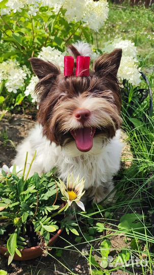 Биро Йорк,бело-шокол.золотой окрас Йорка,шокоБивер