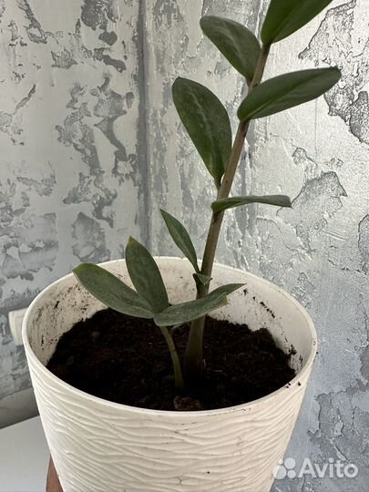 Замиокулькас с горшком