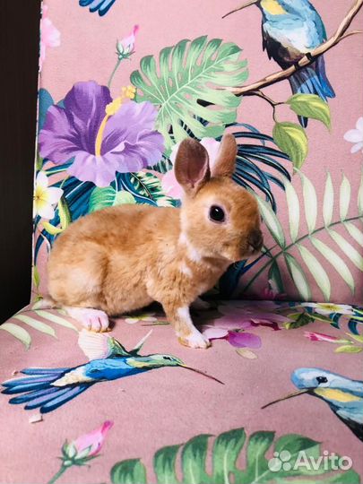 Кролики Рекс