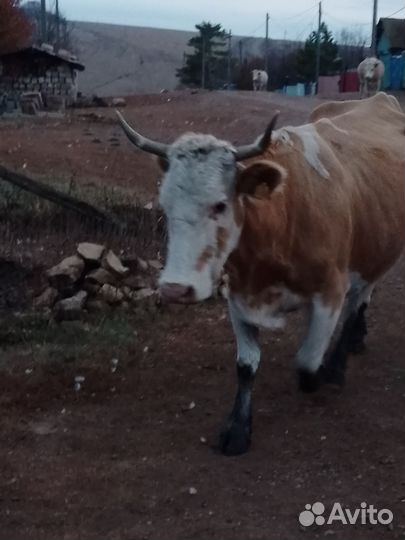 Корова стельная дойная